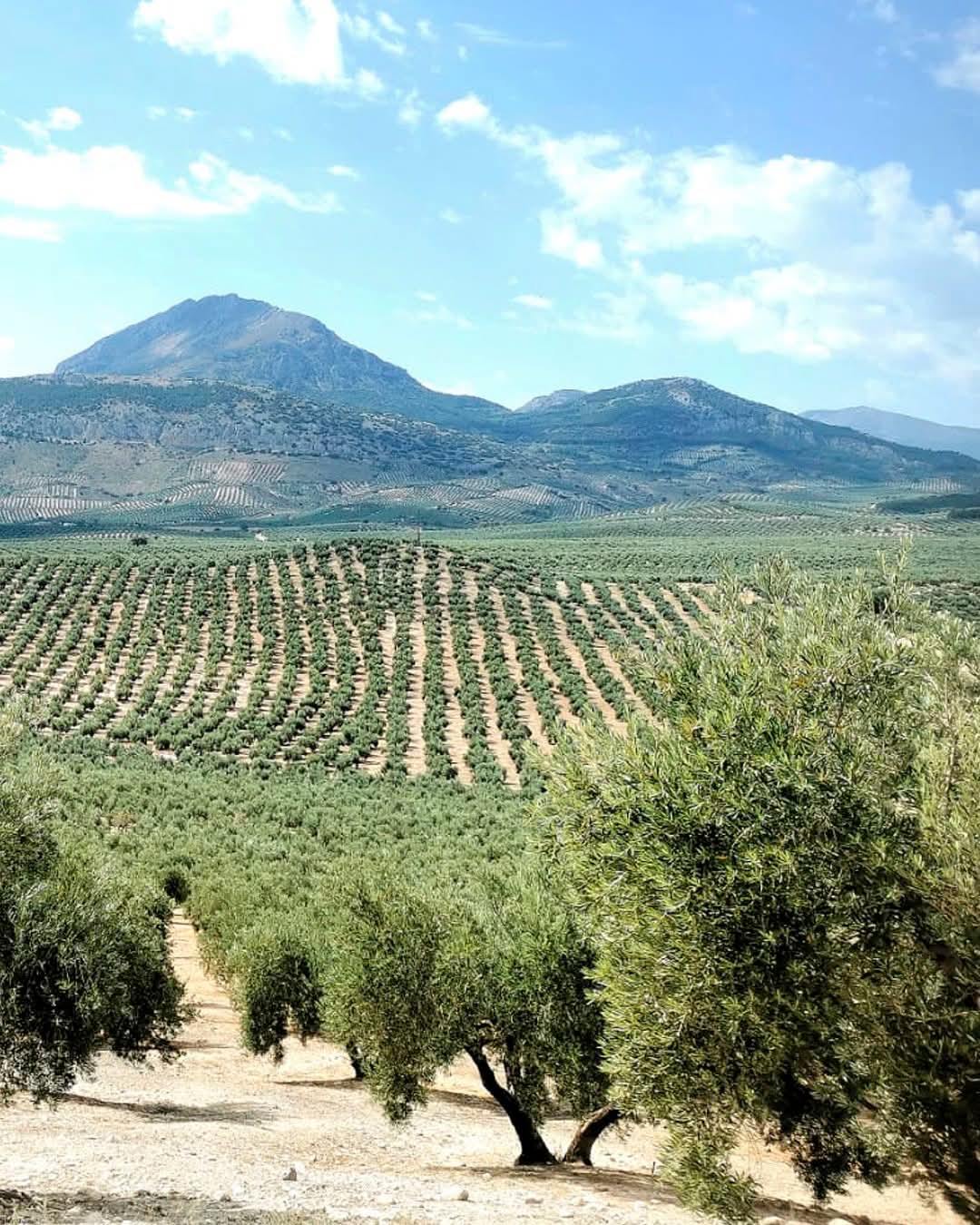 Avocado oil for high-heat cooking